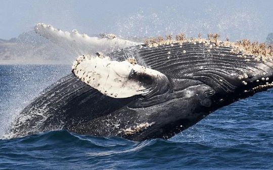 有人捕到一条DeFi巨鲸 该巨鲸五个月积聚净资产2.8亿美元