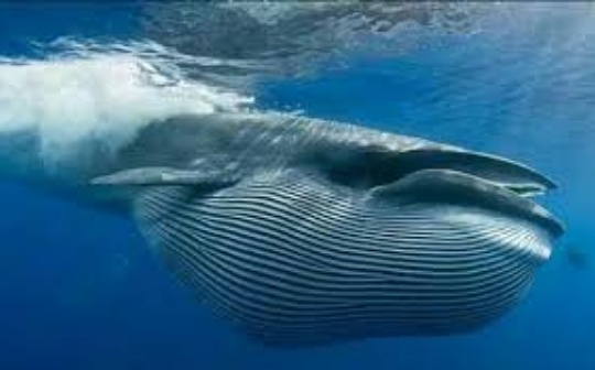 金色硬核｜5个月累积3.8亿美元的DeFi巨鲸这么看DeFi
