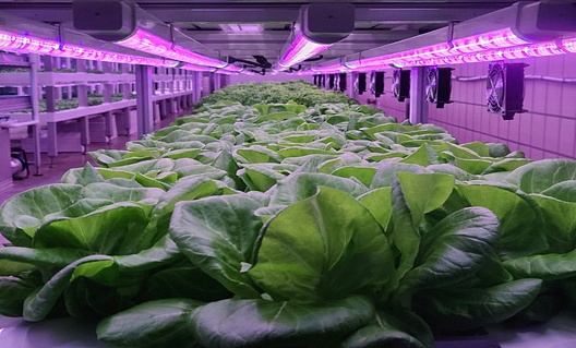 室内农业元宇宙的未来发展趋势